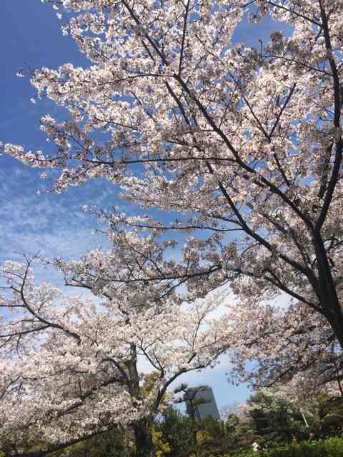 お花見