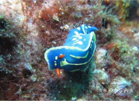 ダイビング アオウミウシ