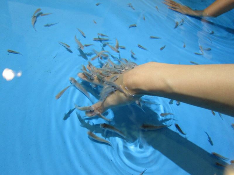 魚っち館 ドクターフィッシュ