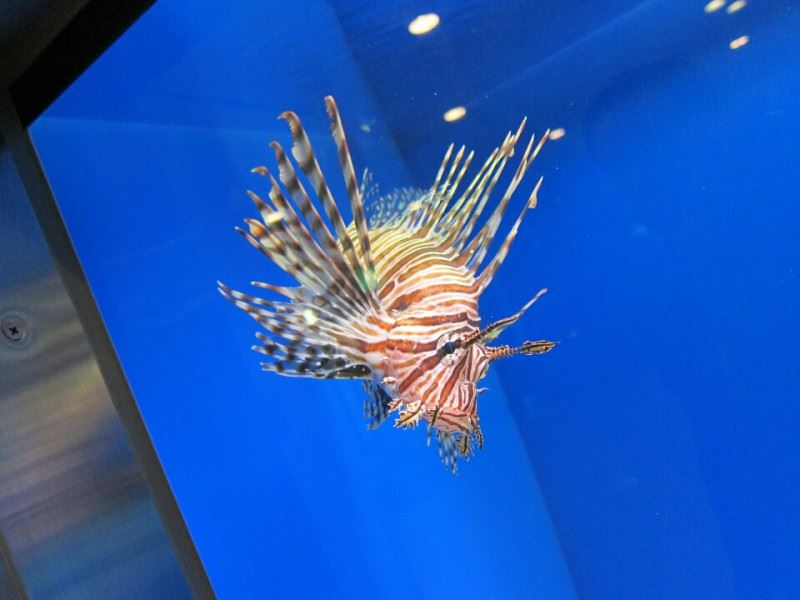 魚っち館 ミノカサゴ