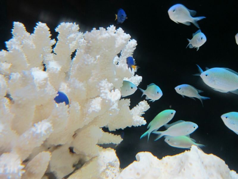魚っち館 ソラスズメ