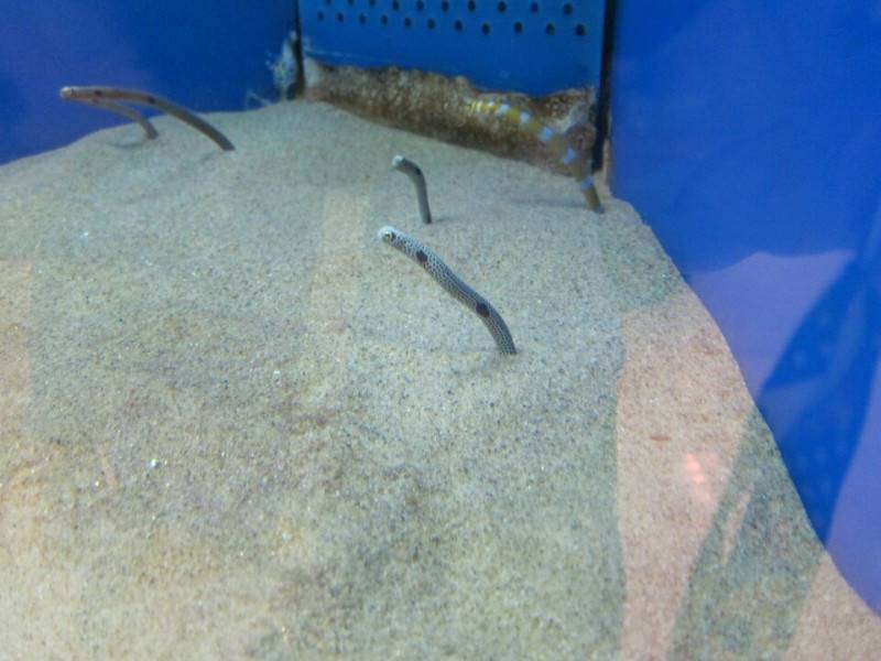 魚っち館 チンアナゴ ニシキアナゴ