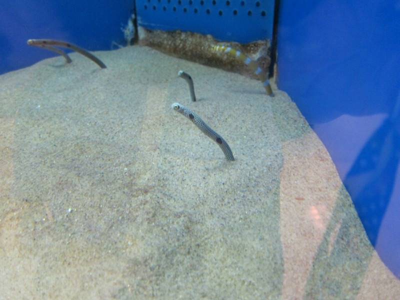 魚っち館　チンアナゴ　ニシキアナゴ