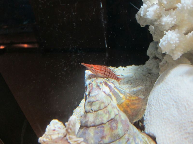 魚っち館 クダゴンベ