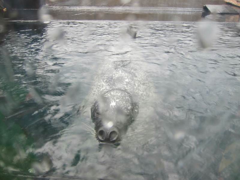 魚っち館　アシカ