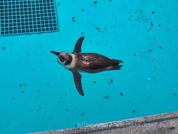 志摩マリンランド ペンギン