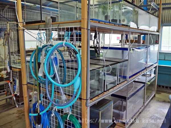 志摩マリンランド 水族館裏方探検