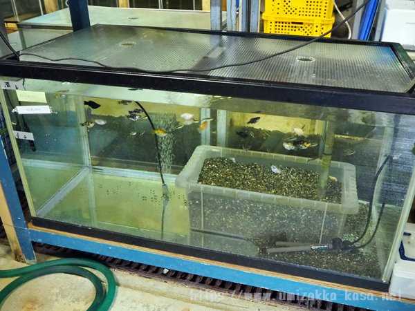 志摩マリンランド 水族館裏方探検