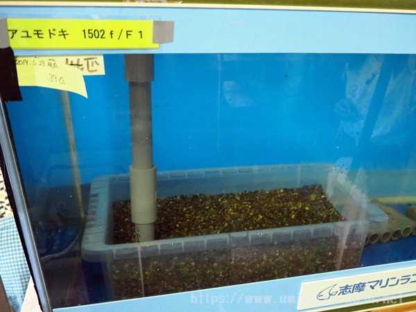 志摩マリンランド 水族館裏方探検