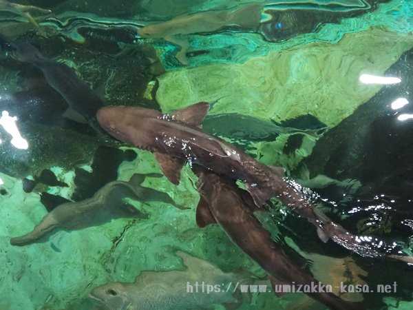 志摩マリンランド　水族館裏方探検　サメ