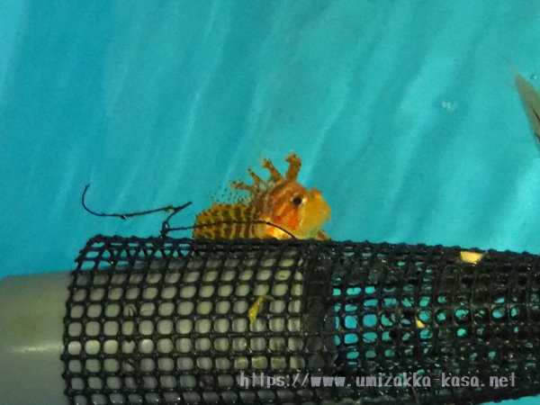 志摩マリンランド 水族館裏方探検 ヒメヤマノカミ