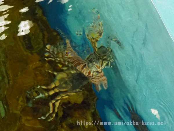 志摩マリンランド 水族館裏方探検 ミノカサゴ