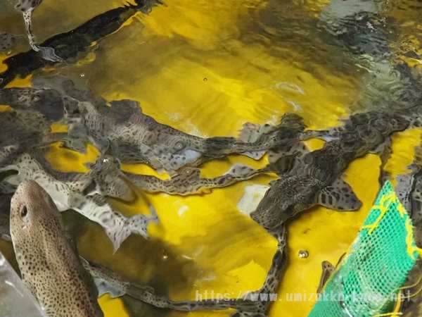 志摩マリンランド 水族館裏方探検 サメ