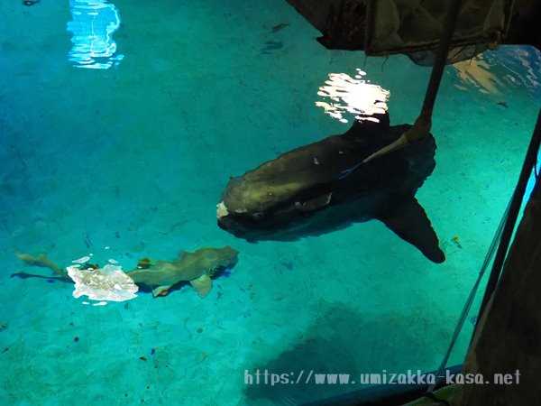 志摩マリンランド　水族館裏方探検　マンボウ