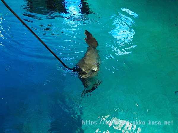 志摩マリンランド　水族館裏方探検　マンボウ