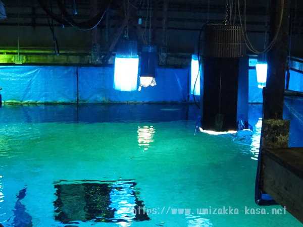 志摩マリンランド 水族館裏方探検 マンボウ