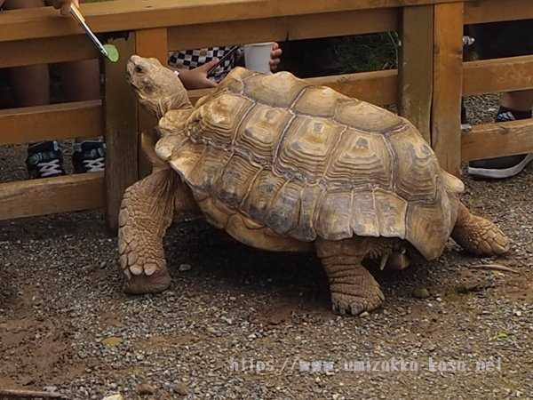 志摩マリンランド　ガメラえさやり