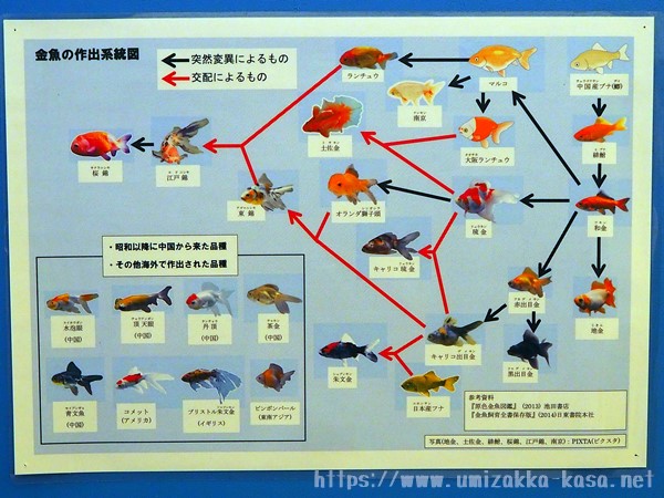志摩マリンランド 金魚