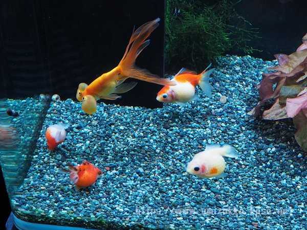志摩マリンランド 金魚