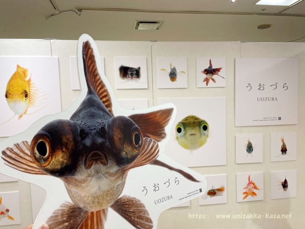 金魚と海のいきもの展2021 (6)
